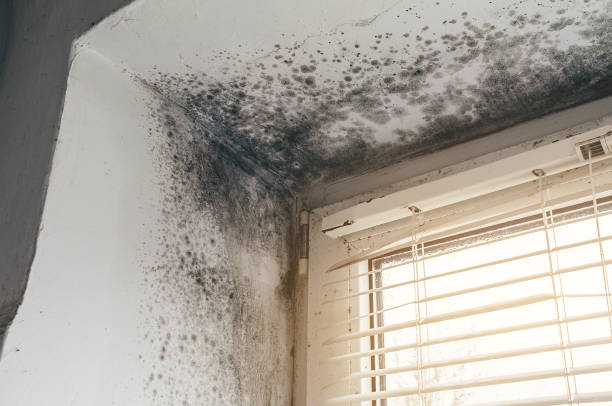 Trusted Bathroom Mold Removal service in Burlington, NC - Cheap Mold Removal